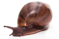 Achatina achatin achatina Ghana typ 1d juvenil